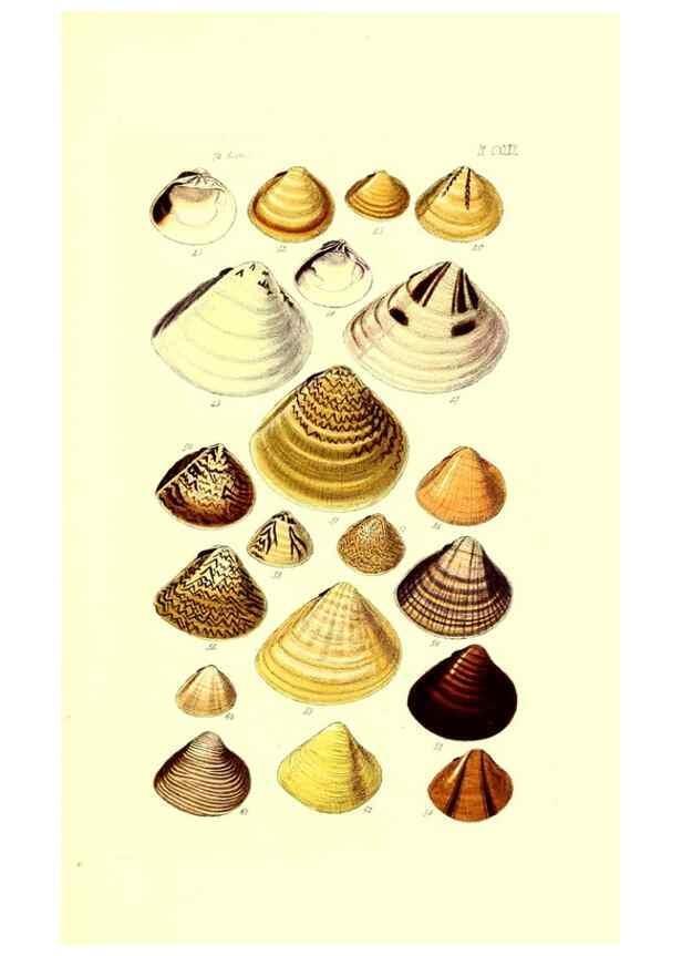 Reproducción/Reproduction 49491920516: Thesaurus conchyliorum, or, Monographs of genera of shells. London :Sowerby ...,1847-1887.. 