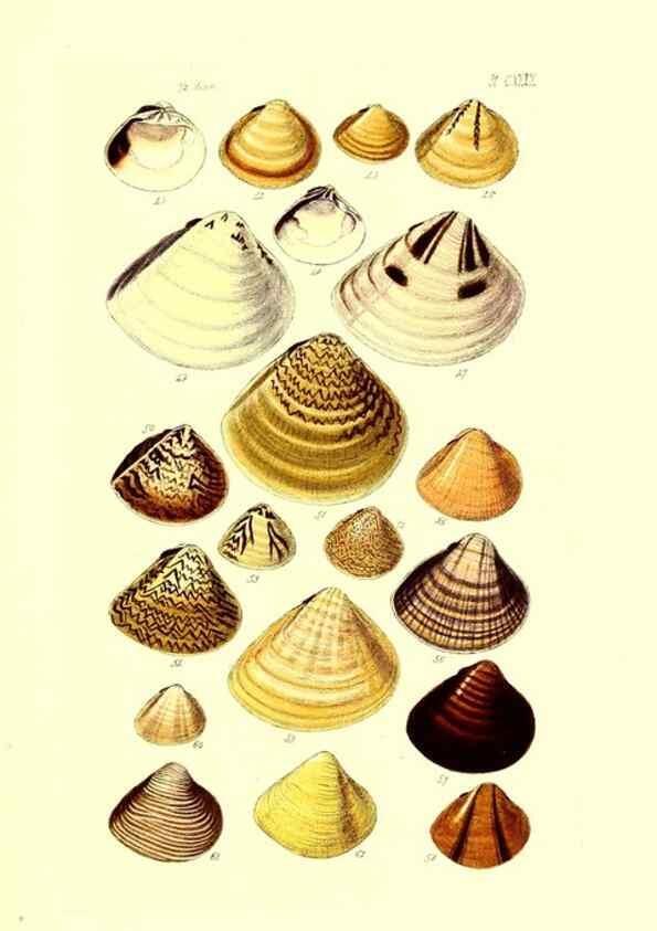 Reproducción/Reproduction 49491920516: Thesaurus conchyliorum, or, Monographs of genera of shells. London :Sowerby ...,1847-1887.. 