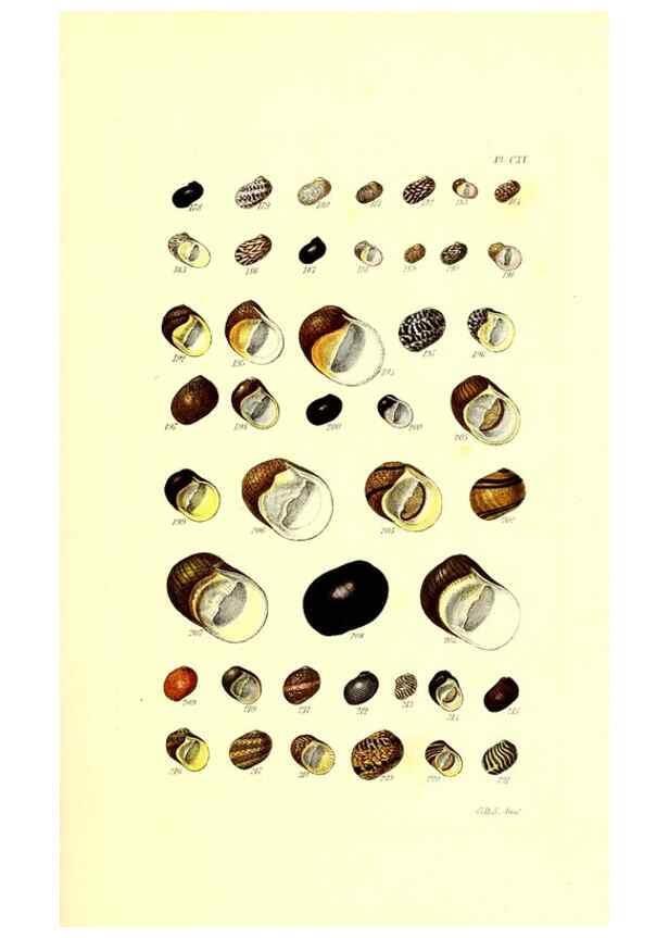 Reproducción/Reproduction 49491917551: Thesaurus conchyliorum, or, Monographs of genera of shells. London :Sowerby ...,1847-1887.. 