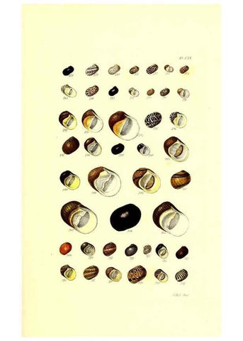 Reproducción/Reproduction 49491917551: Thesaurus conchyliorum, or, Monographs of genera of shells. London :Sowerby ...,1847-1887.. 