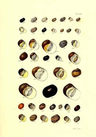 Reproducción/Reproduction 49491917551: Thesaurus conchyliorum, or, Monographs of genera of shells. London :Sowerby ...,1847-1887.. 