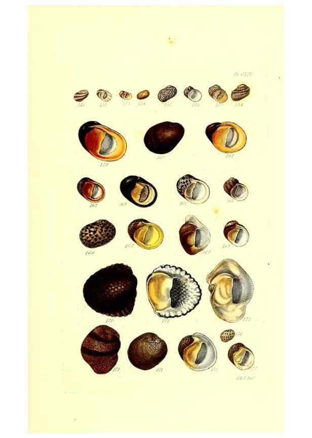 Reproducción/Reproduction 49491416063: Thesaurus conchyliorum, or, Monographs of genera of shells. London :Sowerby ...,1847-1887.. 