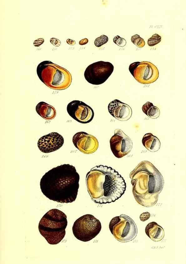Reproducción/Reproduction 49491416063: Thesaurus conchyliorum, or, Monographs of genera of shells. London :Sowerby ...,1847-1887.. 