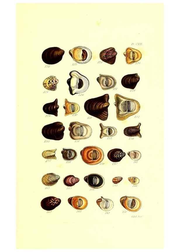 Reproducción/Reproduction 49491415773: Thesaurus conchyliorum, or, Monographs of genera of shells. London :Sowerby ...,1847-1887.. 