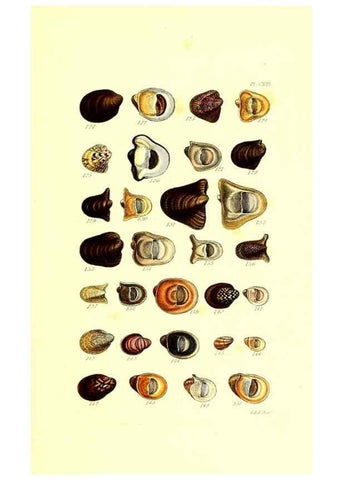 Reproducción/Reproduction 49491415773: Thesaurus conchyliorum, or, Monographs of genera of shells. London :Sowerby ...,1847-1887.. 