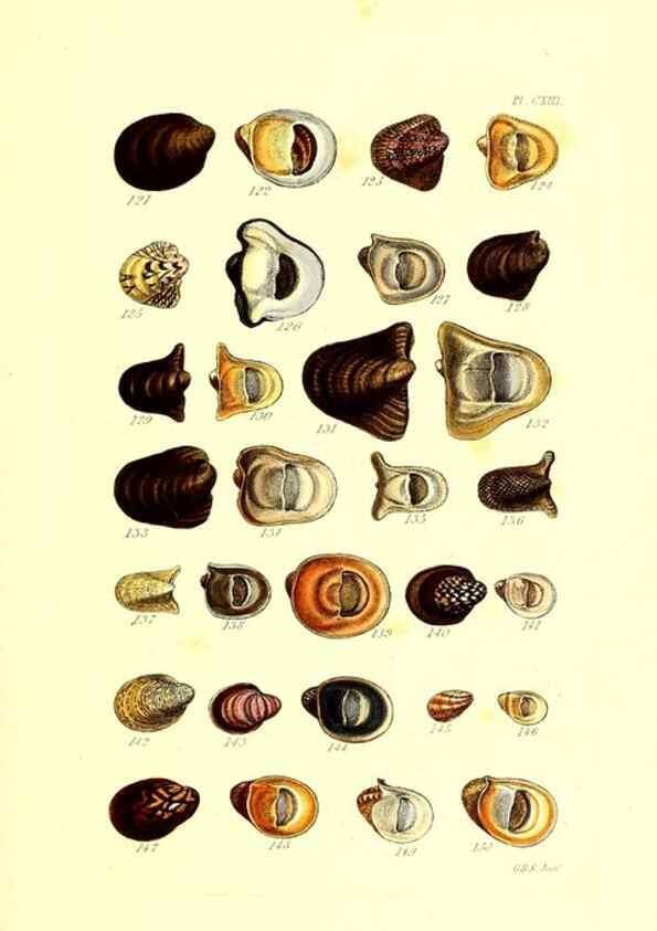 Reproducción/Reproduction 49491415773: Thesaurus conchyliorum, or, Monographs of genera of shells. London :Sowerby ...,1847-1887.. 