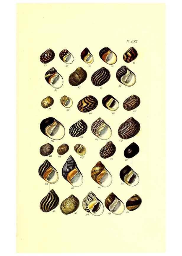 Reproducción/Reproduction 49491415633: Thesaurus conchyliorum, or, Monographs of genera of shells. London :Sowerby ...,1847-1887.. 