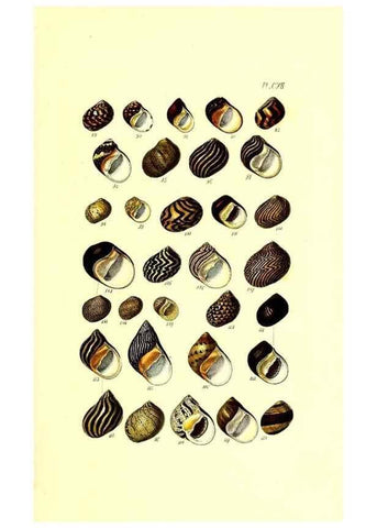 Reproducción/Reproduction 49491415633: Thesaurus conchyliorum, or, Monographs of genera of shells. London :Sowerby ...,1847-1887.. 