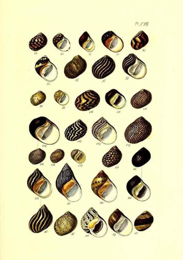 Reproducción/Reproduction 49491415633: Thesaurus conchyliorum, or, Monographs of genera of shells. London :Sowerby ...,1847-1887.. 