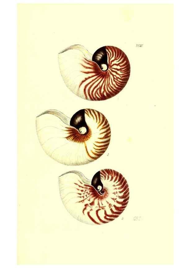 Reproducción/Reproduction 49492122882: Thesaurus conchyliorum, or, Monographs of genera of shells. London :Sowerby ...,1847-1887.. 