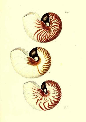 Reproducción/Reproduction 49492122882: Thesaurus conchyliorum, or, Monographs of genera of shells. London :Sowerby ...,1847-1887.. 