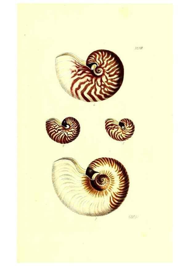 Reproducción/Reproduction 49491913571: Thesaurus conchyliorum, or, Monographs of genera of shells. London :Sowerby ...,1847-1887.. 