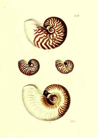 Reproducción/Reproduction 49491913571: Thesaurus conchyliorum, or, Monographs of genera of shells. London :Sowerby ...,1847-1887.. 