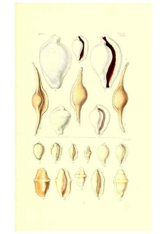 Reproducción/Reproduction 49492123687: Thesaurus conchyliorum, or, Monographs of genera of shells. London :Sowerby ...,1847-1887.. 