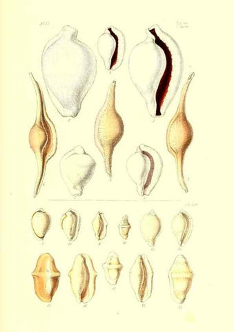 Reproducción/Reproduction 49492123687: Thesaurus conchyliorum, or, Monographs of genera of shells. London :Sowerby ...,1847-1887.. 