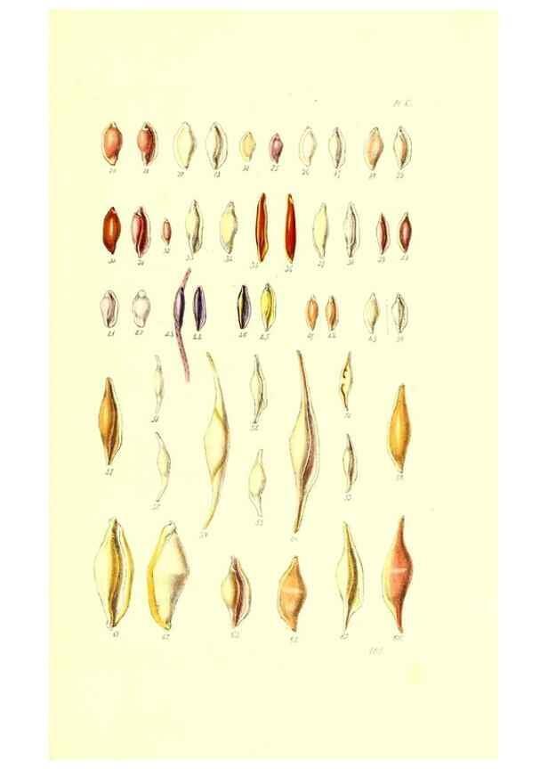 Reproducción/Reproduction 49491914131: Thesaurus conchyliorum, or, Monographs of genera of shells. London :Sowerby ...,1847-1887.. 
