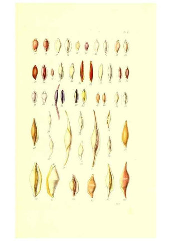Reproducción/Reproduction 49491914131: Thesaurus conchyliorum, or, Monographs of genera of shells. London :Sowerby ...,1847-1887.. 