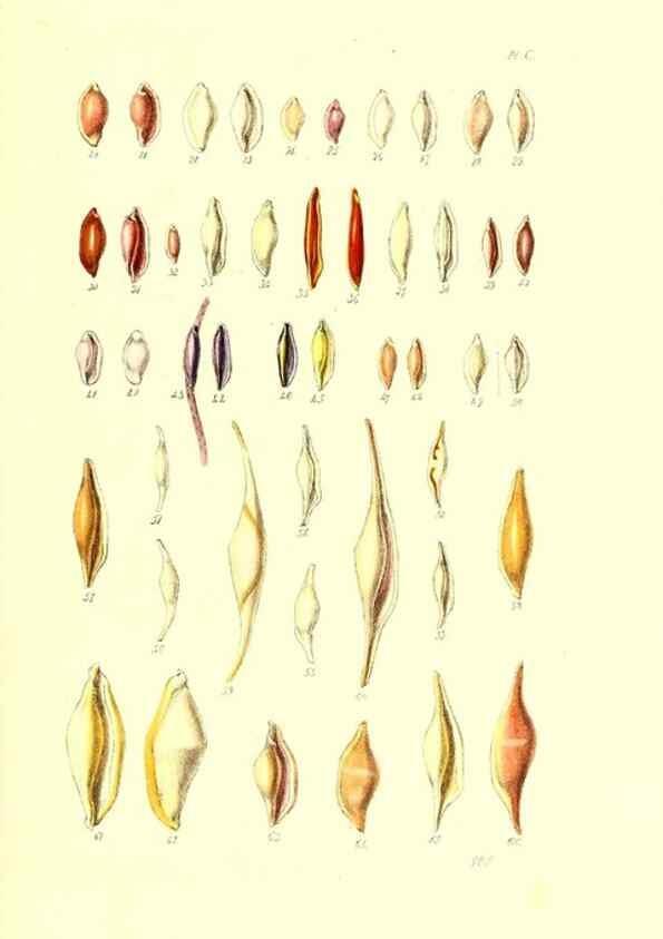 Reproducción/Reproduction 49491914131: Thesaurus conchyliorum, or, Monographs of genera of shells. London :Sowerby ...,1847-1887.. 