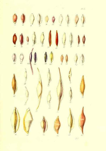 Reproducción/Reproduction 49491914131: Thesaurus conchyliorum, or, Monographs of genera of shells. London :Sowerby ...,1847-1887.. 