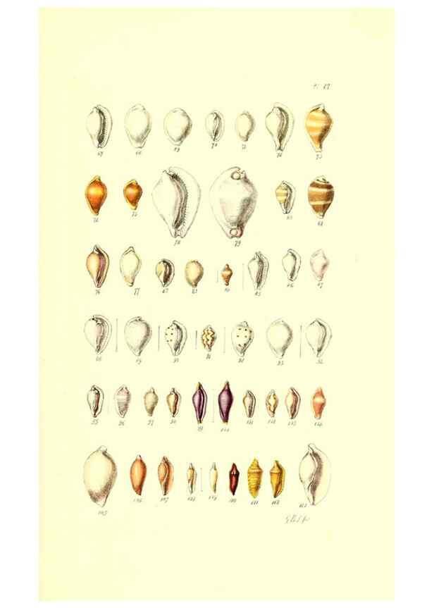 Reproducción/Reproduction 49491412933: Thesaurus conchyliorum, or, Monographs of genera of shells. London :Sowerby ...,1847-1887.. 