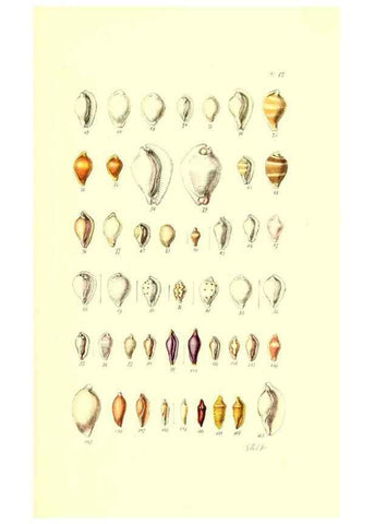 Reproducción/Reproduction 49491412933: Thesaurus conchyliorum, or, Monographs of genera of shells. London :Sowerby ...,1847-1887.. 