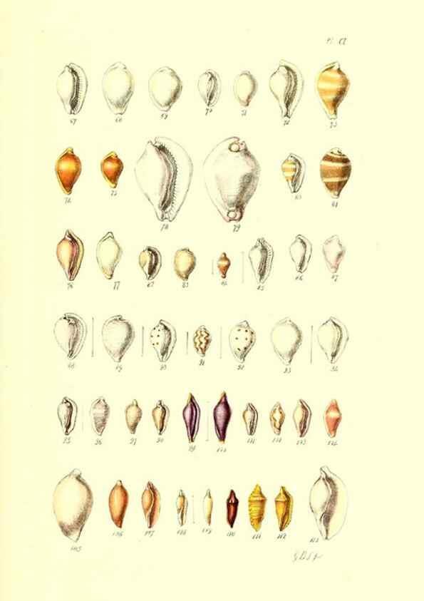 Reproducción/Reproduction 49491412933: Thesaurus conchyliorum, or, Monographs of genera of shells. London :Sowerby ...,1847-1887.. 