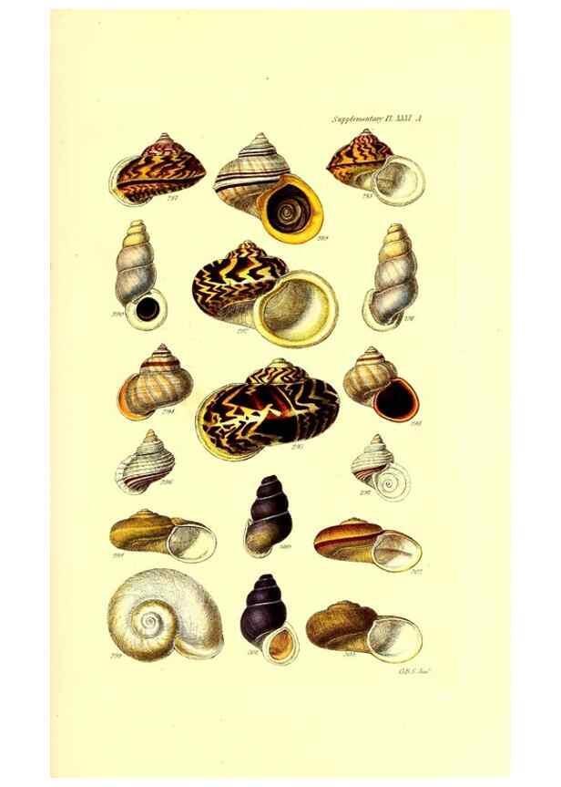 Reproducción/Reproduction 49492124412: Thesaurus conchyliorum, or, Monographs of genera of shells. London :Sowerby ...,1847-1887.. 