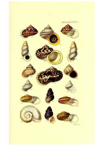 Reproducción/Reproduction 49492124412: Thesaurus conchyliorum, or, Monographs of genera of shells. London :Sowerby ...,1847-1887.. 