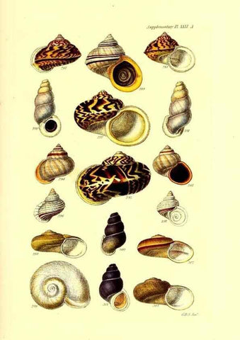 Reproducción/Reproduction 49492124412: Thesaurus conchyliorum, or, Monographs of genera of shells. London :Sowerby ...,1847-1887.. 