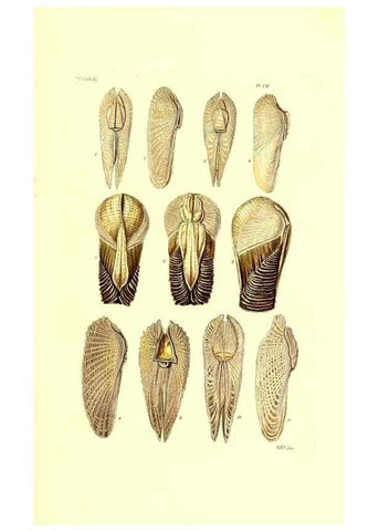 Reproducción/Reproduction 49491413363: Thesaurus conchyliorum, or, Monographs of genera of shells. London :Sowerby ...,1847-1887.. 