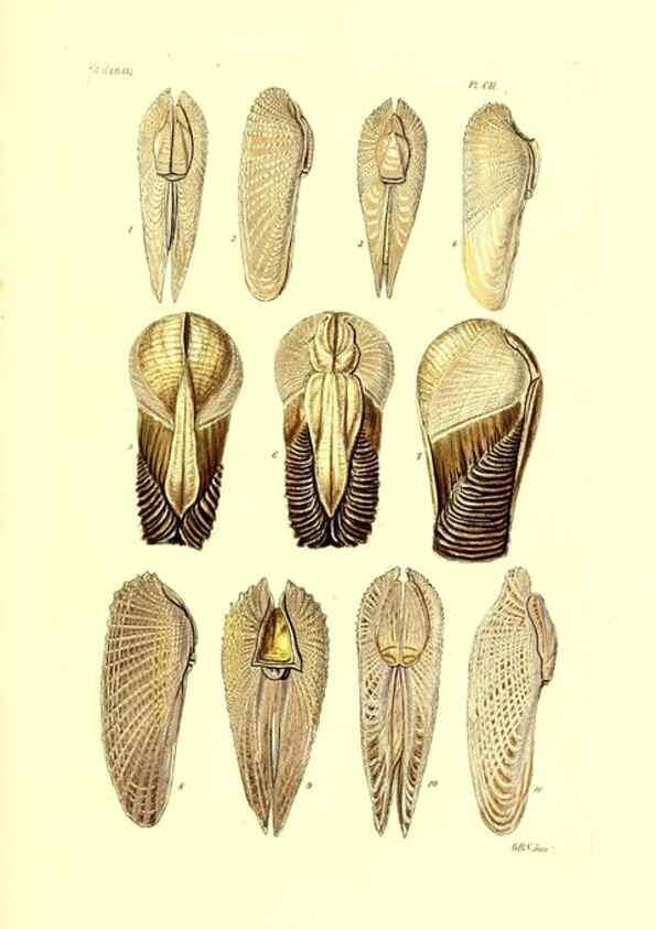 Reproducción/Reproduction 49491413363: Thesaurus conchyliorum, or, Monographs of genera of shells. London :Sowerby ...,1847-1887.. 