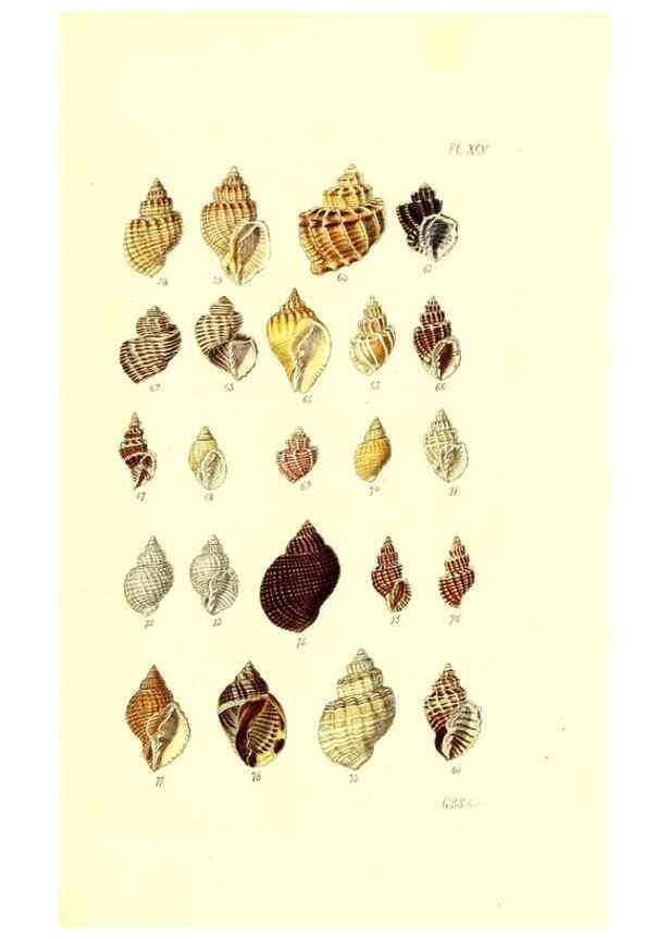 Reproducción/Reproduction 49491912526: Thesaurus conchyliorum, or, Monographs of genera of shells. London :Sowerby ...,1847-1887.. 