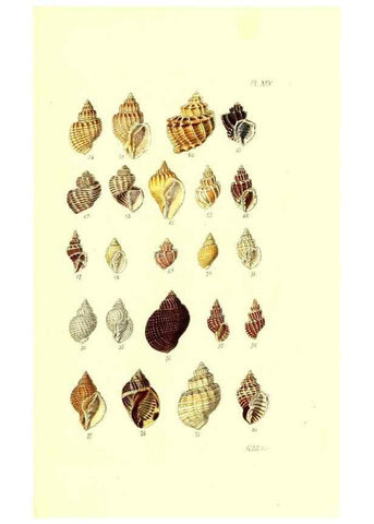 Reproducción/Reproduction 49491912526: Thesaurus conchyliorum, or, Monographs of genera of shells. London :Sowerby ...,1847-1887.. 