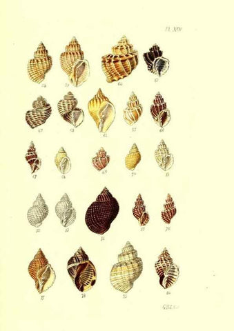 Reproducción/Reproduction 49491912526: Thesaurus conchyliorum, or, Monographs of genera of shells. London :Sowerby ...,1847-1887.. 