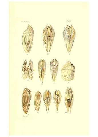 Reproducción/Reproduction 49491915036: Thesaurus conchyliorum, or, Monographs of genera of shells. London :Sowerby ...,1847-1887.. 