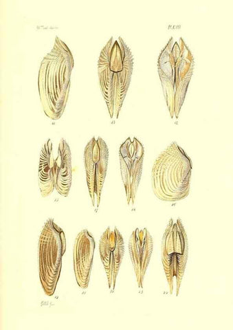 Reproducción/Reproduction 49491915036: Thesaurus conchyliorum, or, Monographs of genera of shells. London :Sowerby ...,1847-1887.. 