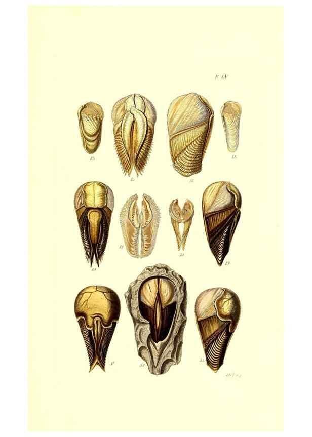 Reproducción/Reproduction 49491414093: Thesaurus conchyliorum, or, Monographs of genera of shells. London :Sowerby ...,1847-1887.. 