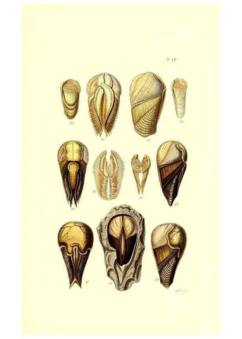 Reproducción/Reproduction 49491414093: Thesaurus conchyliorum, or, Monographs of genera of shells. London :Sowerby ...,1847-1887.. 