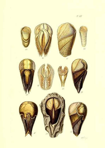 Reproducción/Reproduction 49491414093: Thesaurus conchyliorum, or, Monographs of genera of shells. London :Sowerby ...,1847-1887.. 