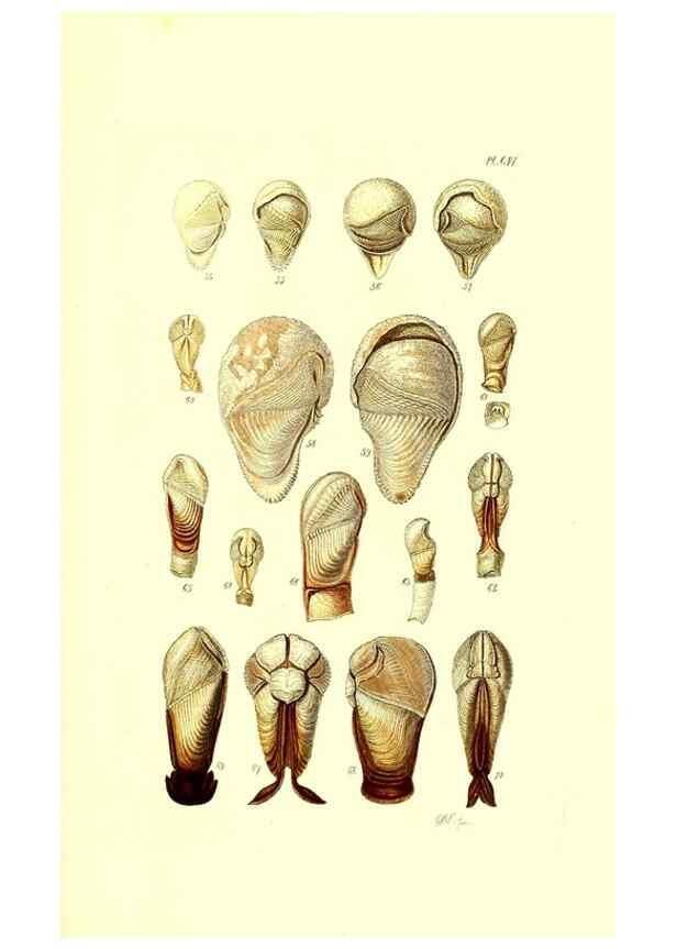 Reproducción/Reproduction 49492125537: Thesaurus conchyliorum, or, Monographs of genera of shells. London :Sowerby ...,1847-1887.. 
