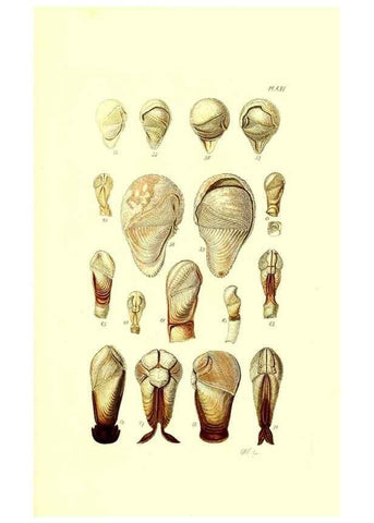 Reproducción/Reproduction 49492125537: Thesaurus conchyliorum, or, Monographs of genera of shells. London :Sowerby ...,1847-1887.. 