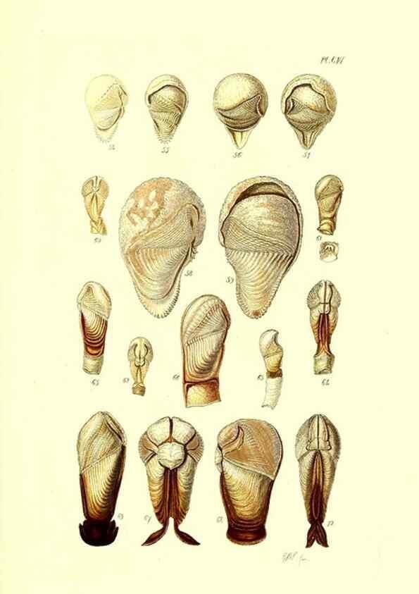 Reproducción/Reproduction 49492125537: Thesaurus conchyliorum, or, Monographs of genera of shells. London :Sowerby ...,1847-1887.. 