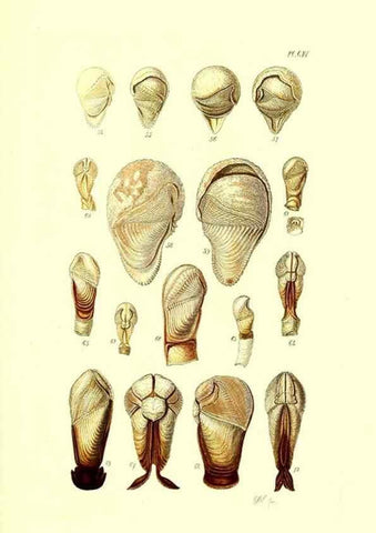 Reproducción/Reproduction 49492125537: Thesaurus conchyliorum, or, Monographs of genera of shells. London :Sowerby ...,1847-1887.. 