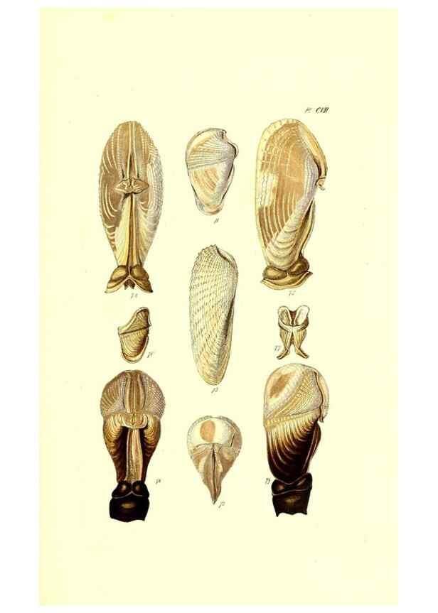 Reproducción/Reproduction 49492125692: Thesaurus conchyliorum, or, Monographs of genera of shells. London :Sowerby ...,1847-1887.. 