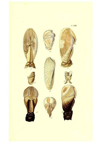 Reproducción/Reproduction 49492125692: Thesaurus conchyliorum, or, Monographs of genera of shells. London :Sowerby ...,1847-1887.. 
