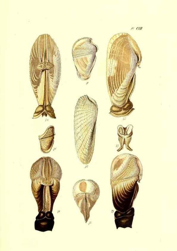 Reproducción/Reproduction 49492125692: Thesaurus conchyliorum, or, Monographs of genera of shells. London :Sowerby ...,1847-1887.. 