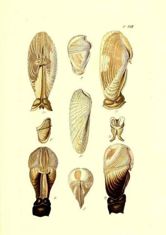 Reproducción/Reproduction 49492125692: Thesaurus conchyliorum, or, Monographs of genera of shells. London :Sowerby ...,1847-1887.. 