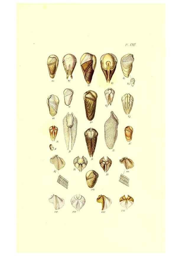 Reproducción/Reproduction 49491414778: Thesaurus conchyliorum, or, Monographs of genera of shells. London :Sowerby ...,1847-1887.. 