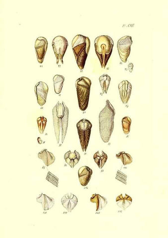 Reproducción/Reproduction 49491414778: Thesaurus conchyliorum, or, Monographs of genera of shells. London :Sowerby ...,1847-1887.. 