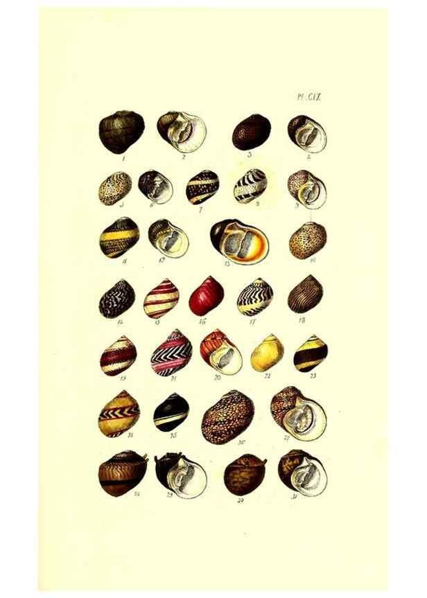 Reproducción/Reproduction 49491414998: Thesaurus conchyliorum, or, Monographs of genera of shells. London :Sowerby ...,1847-1887.. 